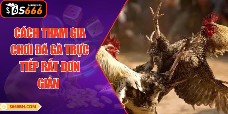 Cách tham gia chơi đá gà trực tiếp rất đơn giản
