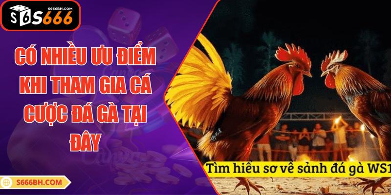 Có nhiều ưu điểm khi tham gia cá cược đá gà tại đây