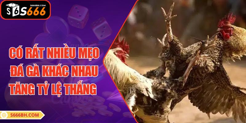 Có rất nhiều mẹo đá gà khác nhau tăng tỷ lệ thắng