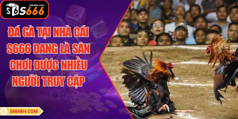 Đá gà tại nhà cái S666 đang là sân chơi được nhiều người truy cập