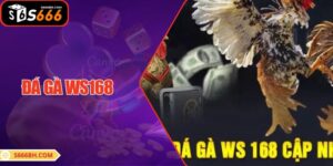 Đá Gà Ws168: Hướng Dẫn Chi Tiết Và Những Lý Do Tham Gia