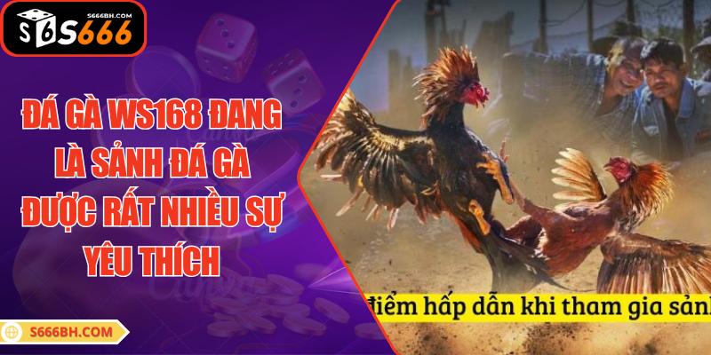 Đá gà Ws168 đang là sảnh đá gà được rất nhiều sự yêu thích