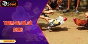 Tham Gia Đá Gà S666 – Cơ Hội Cho Người Yêu Thích Cá Cược