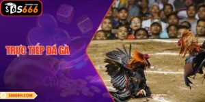 Trực Tiếp Đá Gà: Tận Hưởng Cảm Giác Hồi Hộp Và Kịch Tính