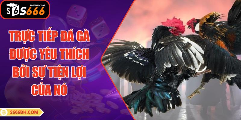 Trực tiếp đá gà được yêu thích bởi sự tiện lợi của nó