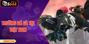 Trường Đá Gà Tại Việt Nam: Những Điều Bạn Cần Biết