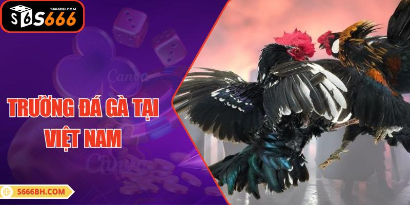 Trường Đá Gà Tại Việt Nam: Những Điều Bạn Cần Biết